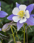 Deep Blue & White Columbine - 3" Live Plant - Perennial
