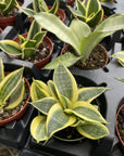 Bird's Nest Snake Plant - Live Plant - Assorted Varieties