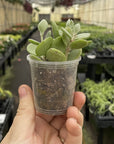 Silver Teaspoons Kalanchoe - 2" Live Plant