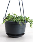 String of Pearls Plant - Hanging - 4" Live Plant