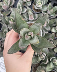 Garnet Lotus Crassula - 2" Live Plant