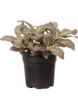 Pink Fittonia Nerve Plant - Live Plant