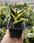 Bird's Nest Snake Plant - Live Plant - Assorted Varieties