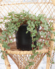 Silver Baby Tears, Pilea Glauca - 4" Live Plant