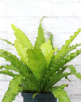Victoria Bird's-Nest Fern - Live Plant