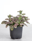 Pink Splash Plant - Live Plant: 4" Pot
