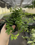 Lipstick Japhrolepis Plant - 4" Live Plant