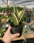 Snake 'Laurentii', Variegated Snake Plant - Live Plant