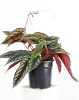 Cissus Discolor - Rex Begonia Vine - Live Plant: 4" Pot