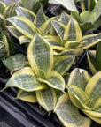 Bird's Nest Snake Plant - Live Plant - Assorted Varieties