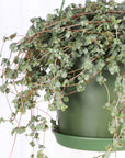 Pilea Aquamarine Plant - 6" Live Plant