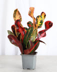 Mammy Croton - Live Plant