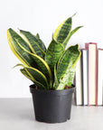 Snake 'Laurentii', Variegated Snake Plant - Live Plant