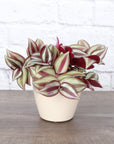 Tradescantia Zebrina - Live Plant