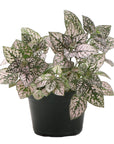 Pink Splash Plant - Live Plant: 4" Pot