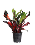 Mammy Croton - Live Plant