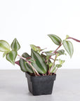 Tradescantia Zebrina - Live Plant