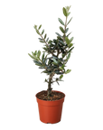 Common Olive Tree (Olea europaea)
