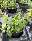 Goldfish Plant - Live Plant