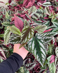 Cissus Discolor - Rex Begonia Vine - Live Plant: 4" Pot