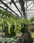 Curly Spider Plant - Hanging - 6" Live Plant