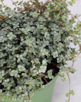Pilea Aquamarine Plant - 6" Live Plant