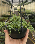 String of Pearls Plant - Hanging - 4" Live Plant