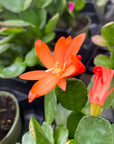 Spring Easter Cactus - Live Plant - Assorted Color