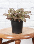 Pink Fittonia Nerve Plant - Live Plant