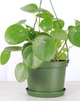 Pilea Peperomioides Hanging Pot - 6" Live Plant