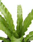 Victoria Bird's-Nest Fern - Live Plant