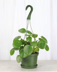Pilea Peperomioides Hanging Pot - 6" Live Plant