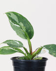 Philodendron White Princess - 6" Live Plant in Ceramic Planter
