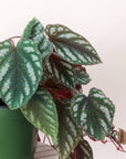 Cissus Discolor - Rex Begonia Vine - Live Plant: 4" Pot