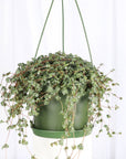 Pilea Aquamarine Plant - 6" Live Plant
