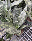 Snake 'Zeylancia', Snake Plant - Live Plant