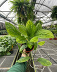 Monstera Peru - Live Plant