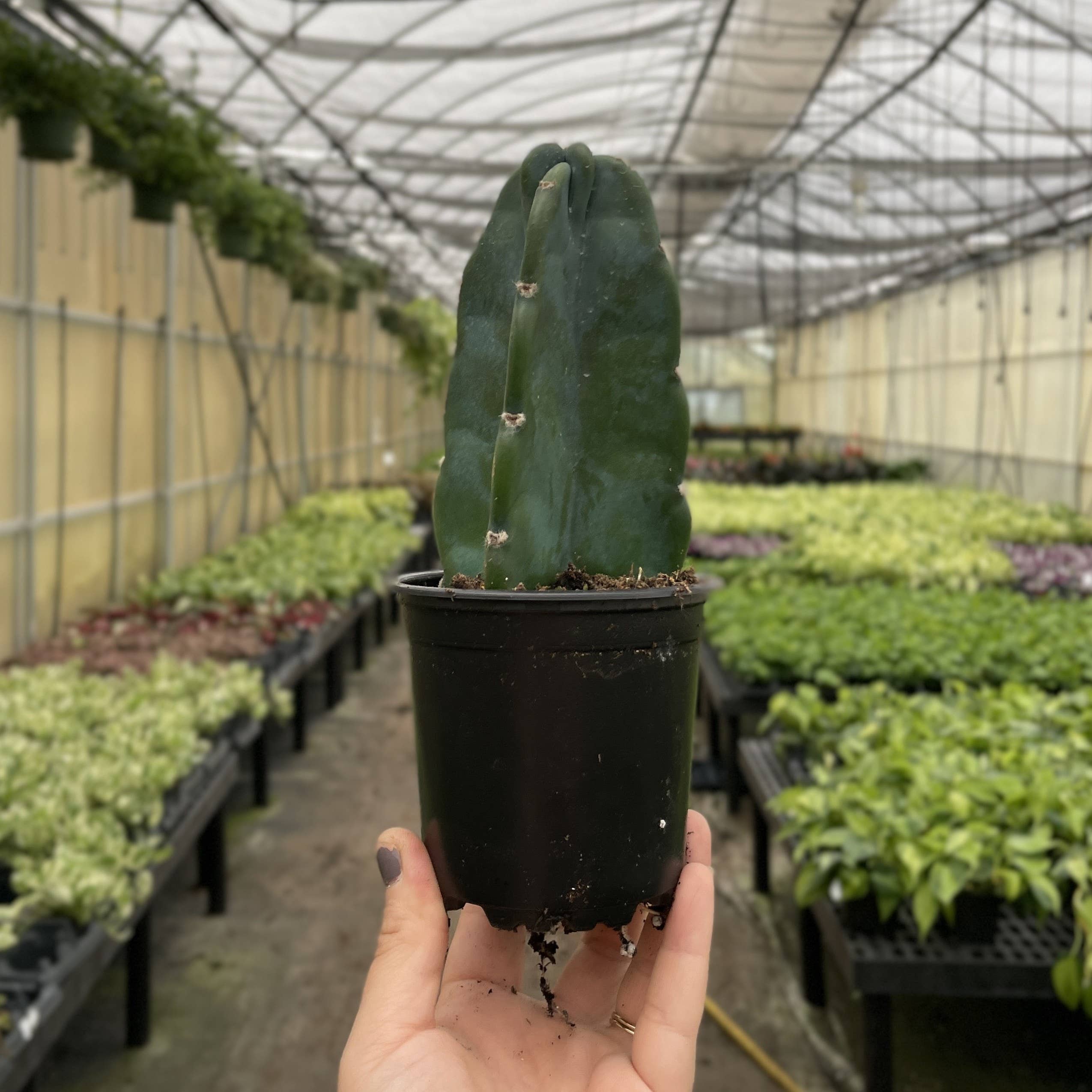 Cuddly Cactus - 4" Live Plant