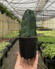 Cuddly Cactus - 4" Live Plant