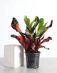 Mammy Croton - Live Plant