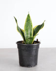 Snake 'Laurentii', Variegated Snake Plant - Live Plant