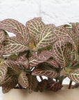 Pink Fittonia Nerve Plant - Live Plant