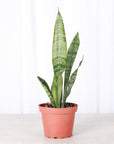 Snake 'Zeylancia', Snake Plant - Live Plant