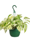 Pothos Hanging Basket - 8" Live Plant