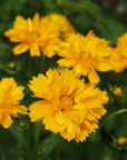 Coreopsis Tickseed - 3" Flowering Live Plant - Perennial