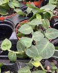 Rhaphidophora Korthalsii 4" - Shingle Plant - 4" Live Plant
