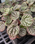 Peperomia Pobo Lavender - 4" Live Plant