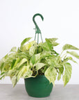 Pothos Hanging Basket - 8" Live Plant