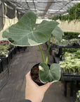 Alocasia Mickey Mouse - Live Plant