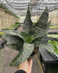 Snake 'Zeylancia', Snake Plant - Live Plant